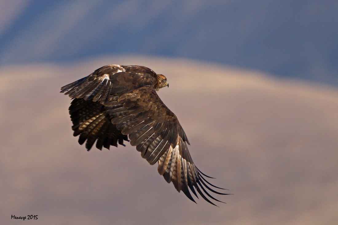 Steppe Eagle
